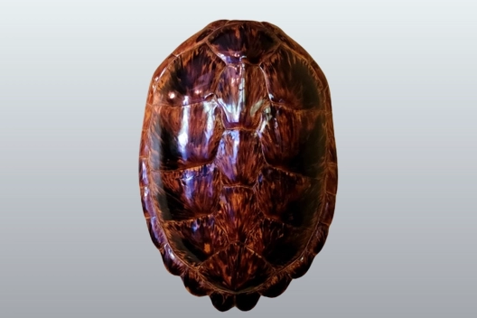 Hawsbill Sea Turtle Shell
